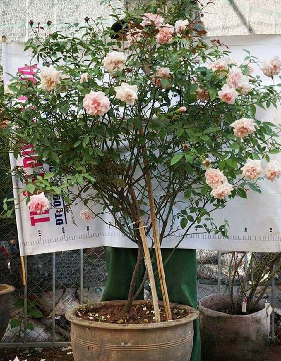 Những gốc hoa hồng cổ siêu đắt đỏ của đại gia Việt - Ảnh 9. Những gốc hoa hồng cổ siêu đắt đỏ của đại gia Việt - Ảnh 9.