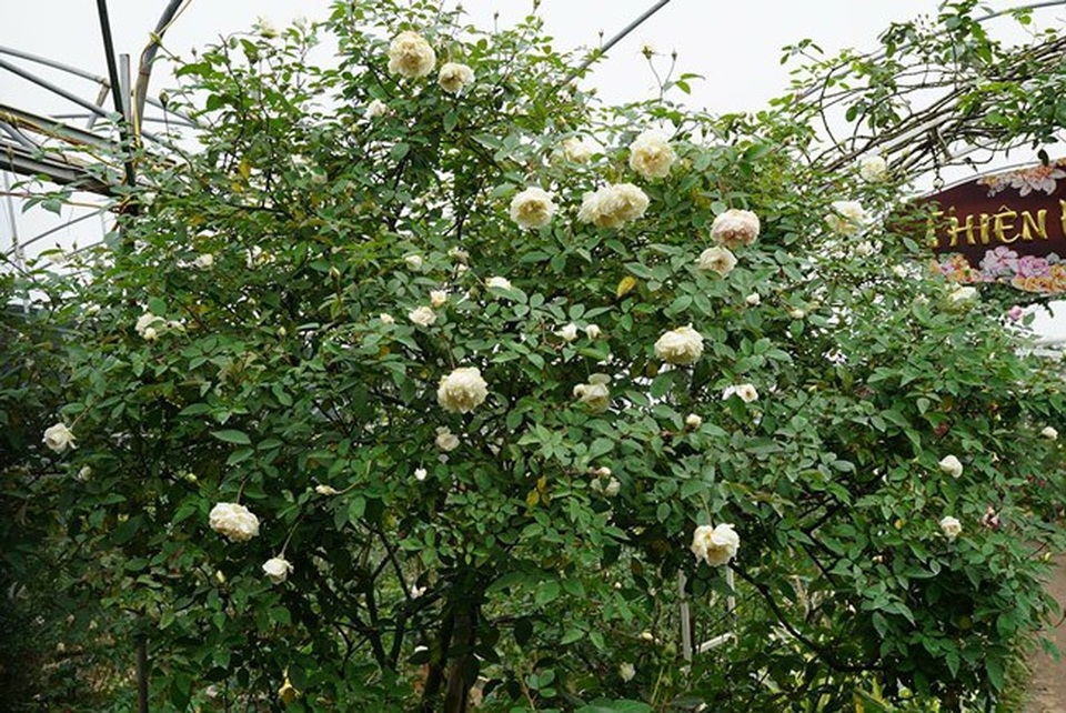 Những gốc hoa hồng cổ siêu đắt đỏ của đại gia Việt - Ảnh 10. Những gốc hoa hồng cổ siêu đắt đỏ của đại gia Việt - Ảnh 10.