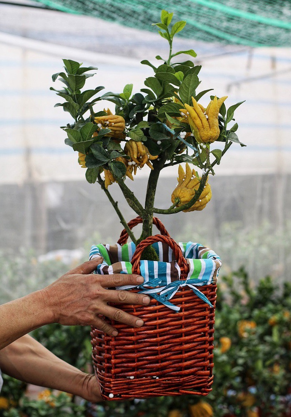 Chiêm ngưỡng vườn phật thủ mini giá bạc triệu “độc” nhất Hà Thành - 8
Một cây phật thủ được định giá khoảng 3 triệu.