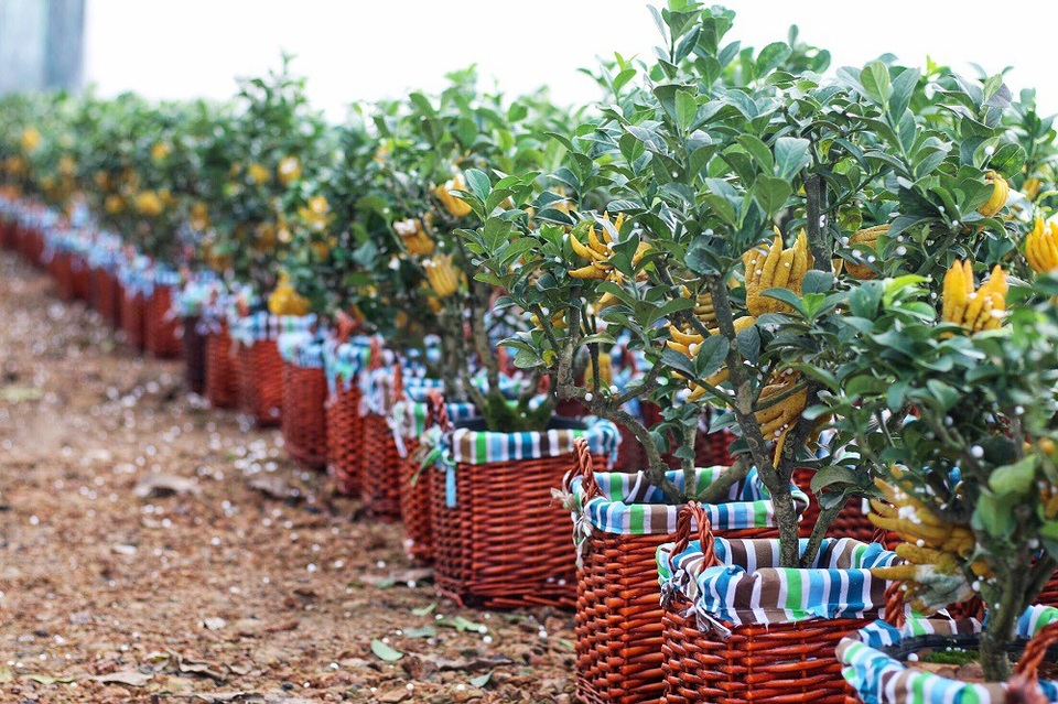 Chiêm ngưỡng vườn phật thủ mini giá bạc triệu “độc” nhất Hà Thành - 9 Chiêm ngưỡng vườn phật thủ mini giá bạc triệu “độc” nhất Hà Thành - 9
