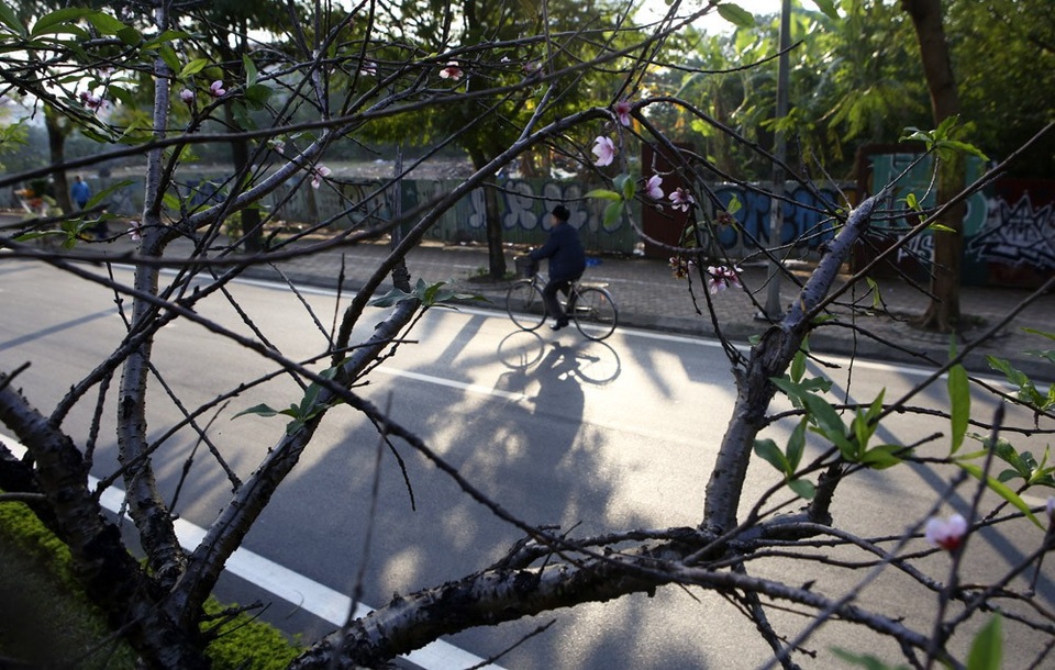 Con đường hoa đào nở đỏ rực ở Hà Nội báo hiệu Tết đã cận kề - Ảnh 12. Con đường hoa đào nở đỏ rực ở Hà Nội báo hiệu Tết đã cận kề - Ảnh 12.