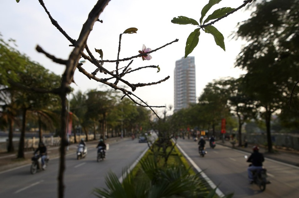 Con đường hoa đào nở đỏ rực ở Hà Nội báo hiệu Tết đã cận kề - Ảnh 13. Con đường hoa đào nở đỏ rực ở Hà Nội báo hiệu Tết đã cận kề - Ảnh 13.