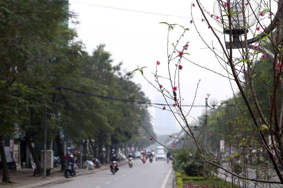 Con đường hoa đào nở đỏ rực ở Hà Nội báo hiệu Tết đã cận kề - Ảnh 5. Con đường hoa đào nở đỏ rực ở Hà Nội báo hiệu Tết đã cận kề - Ảnh 5.