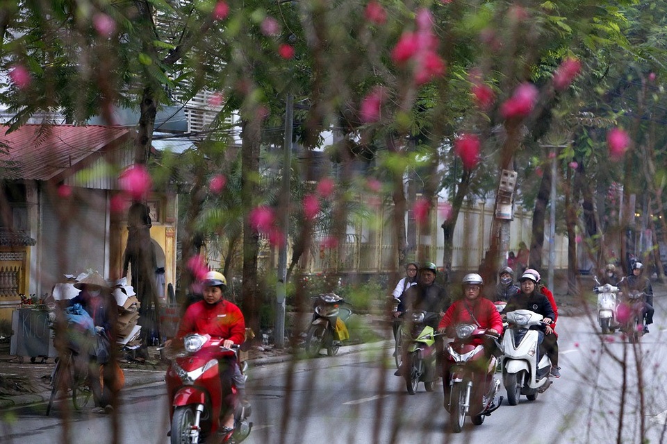 Con đường hoa đào nở đỏ rực ở Hà Nội báo hiệu Tết đã cận kề - Ảnh 6. Con đường hoa đào nở đỏ rực ở Hà Nội báo hiệu Tết đã cận kề - Ảnh 6.