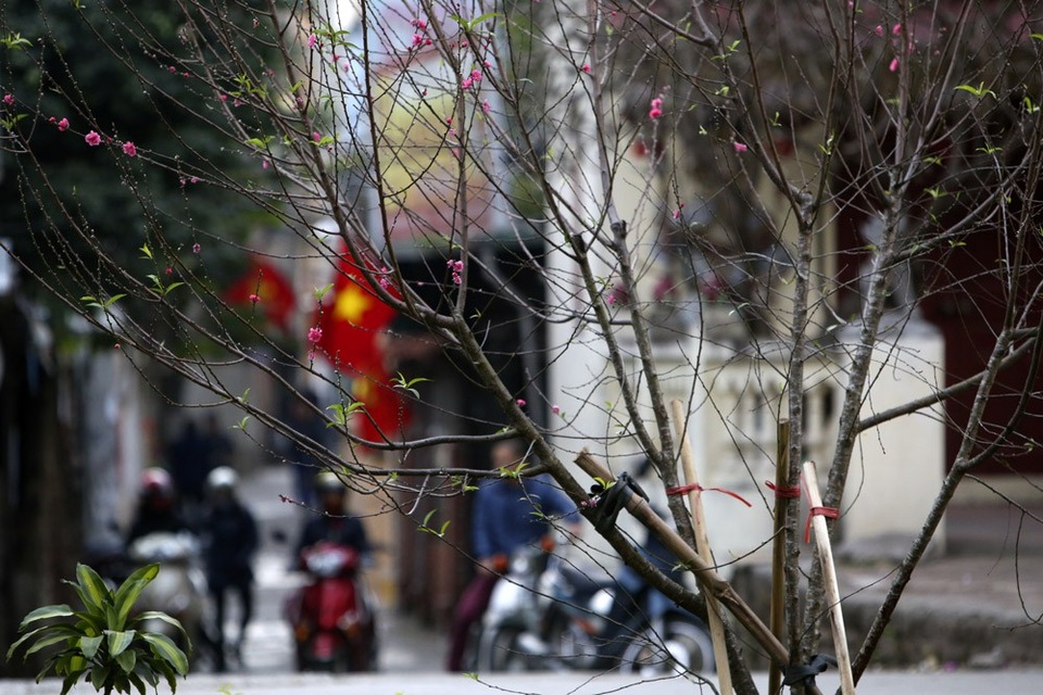 Con đường hoa đào nở đỏ rực ở Hà Nội báo hiệu Tết đã cận kề - Ảnh 7. Con đường hoa đào nở đỏ rực ở Hà Nội báo hiệu Tết đã cận kề - Ảnh 7.