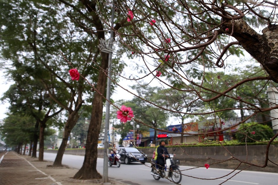 Con đường hoa đào nở đỏ rực ở Hà Nội báo hiệu Tết đã cận kề - Ảnh 8. Con đường hoa đào nở đỏ rực ở Hà Nội báo hiệu Tết đã cận kề - Ảnh 8.