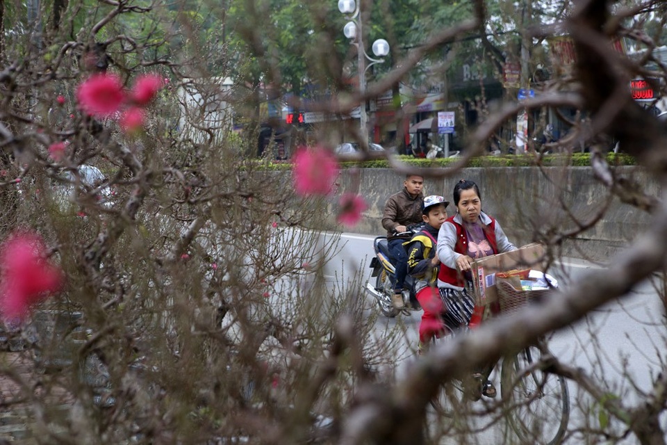 Con đường hoa đào nở đỏ rực ở Hà Nội báo hiệu Tết đã cận kề - Ảnh 9. Con đường hoa đào nở đỏ rực ở Hà Nội báo hiệu Tết đã cận kề - Ảnh 9.