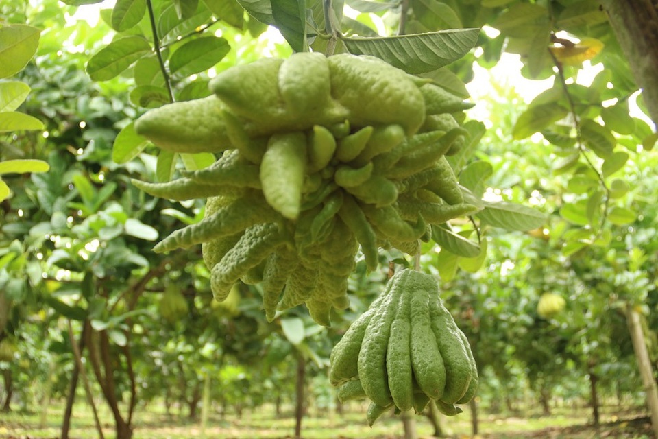 
Tại địa bàn xã Đắc Sở, Tiền Lệ (Hoài Đức) phần diện tích đất nông nghiệp trên địa bàn những năm trước phủ xanh màu phật thủ thì nay đã chuyển sang trồng các loại cây khác, những người trồng phật thủ đã đi sang tận huyện Phúc Thọ cách đó 10km để có đât trồng.
