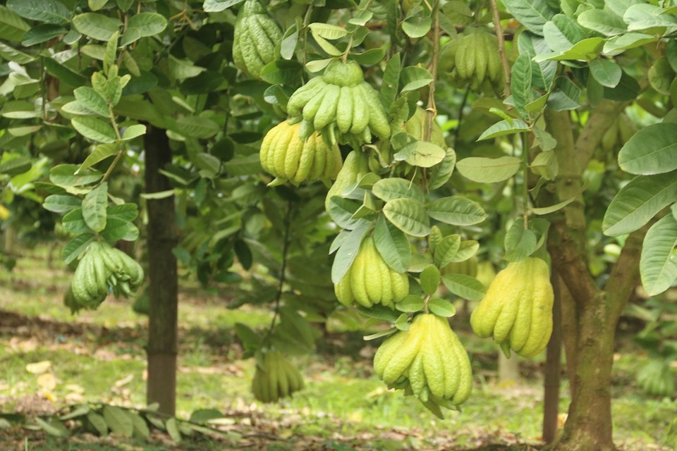 
Việc trồng cây phật thủ một năm sẽ cho thu hoạch hai vụ chính là vào tháng 7 và Tết Âm lịch. Những ngày cận tết một nhà vườn có thể bán ra hàng nghìn quả.
