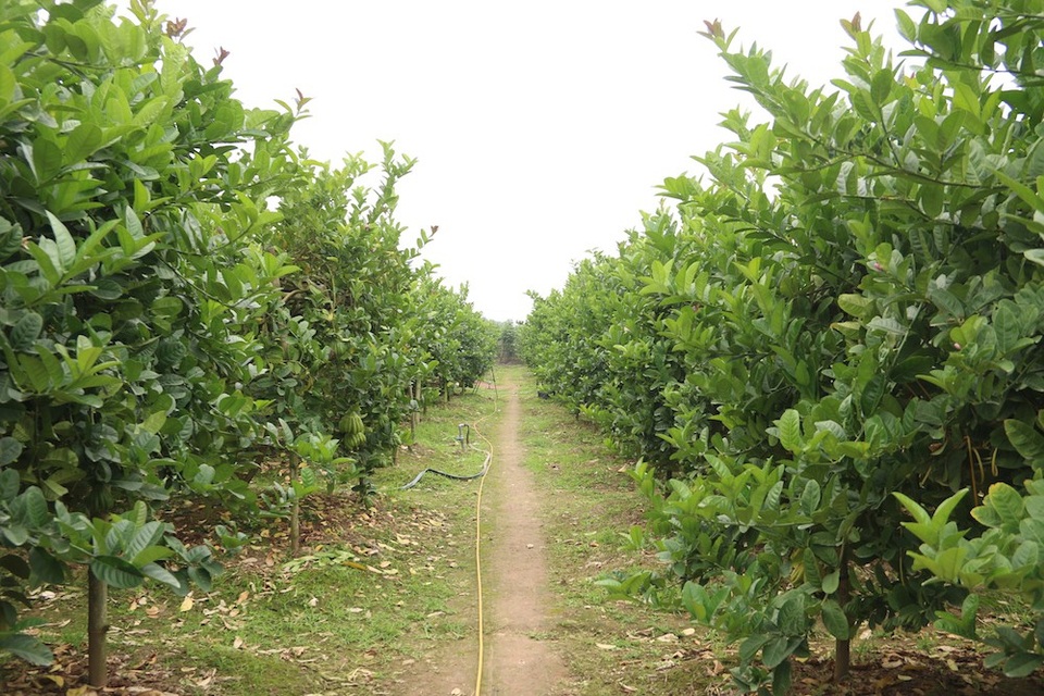 
Khoảng chục năm trở lại đây, quả phật thủ là một trong những loại quả được nhiều người lựa chọn bày trên ban thờ dị Tết cổ truyền. Huyện Hoài Đức (Hà Nội) được coi là vựa phật thủ lớn nhất miền Bắc, trong những ngày cận tết người dân trồng phật thủ tất bật thu hoạch để phục vụ thị trường.
