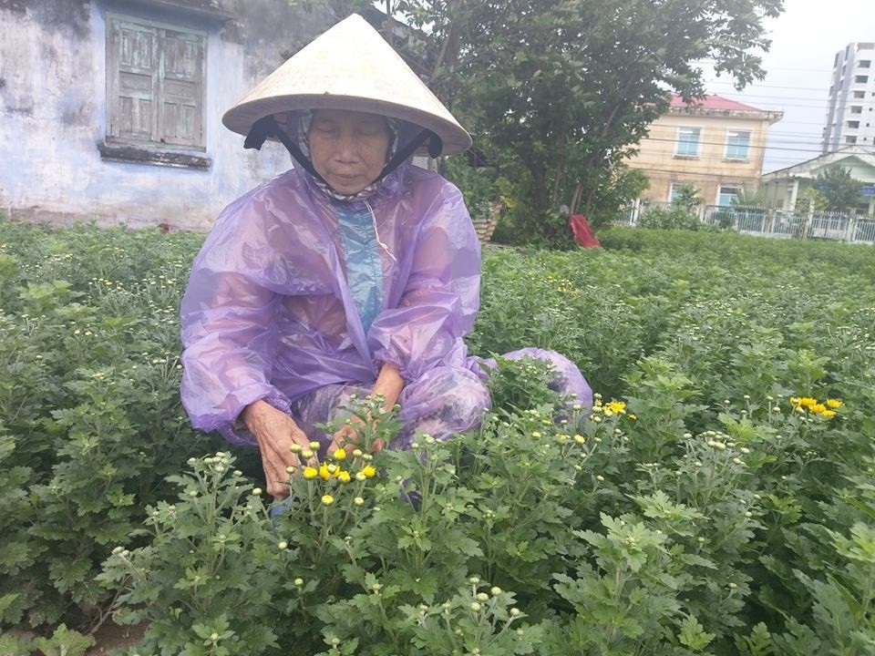 Làng hoa Mỹ Bình có khả năng “mất tết” - 5
Nông dân làng hoa Mỹ Bình lo lắng sẽ mất tết khi tết đã cận kề mà hoa chưa chịu nở