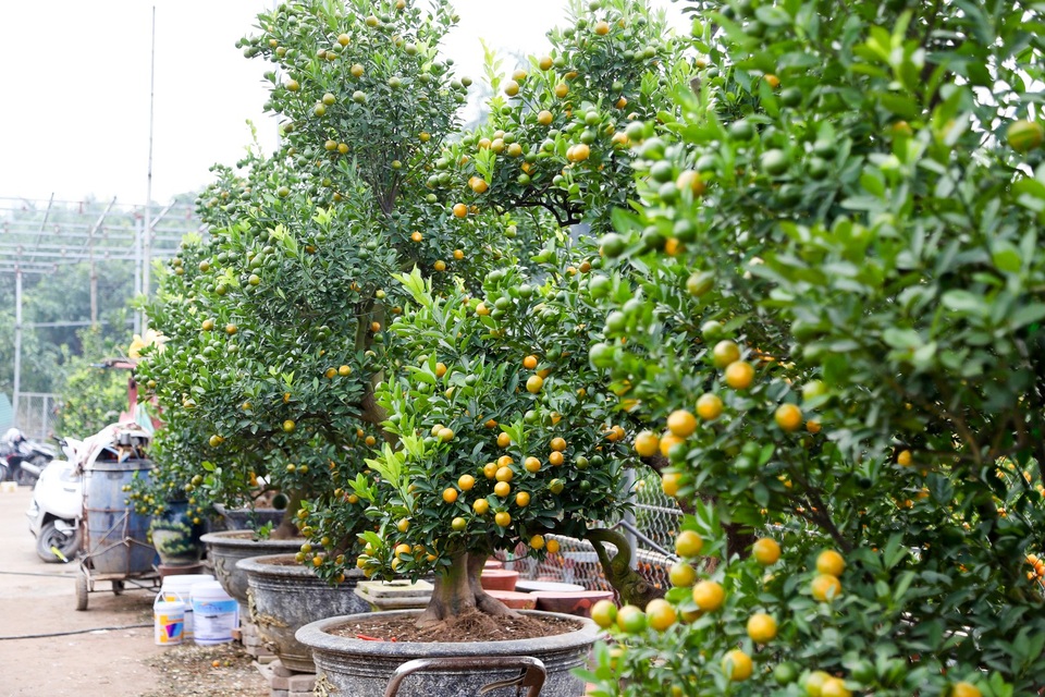 Độc lạ: Quất cảnh ghép thân bưởi giá vài chục triệu chơi Tết - 2
Anh Tiến, chủ nhà vườn, cho biết: Quất năm nào cũng có nhưng mỗi năm nhà vườn đều tìm ra hướng mới để làm hàng độc bán Tết. Năm nay tôi cho ra mẻ thân bưởi ghép quất vừa đủ độ đẹp để bán.
