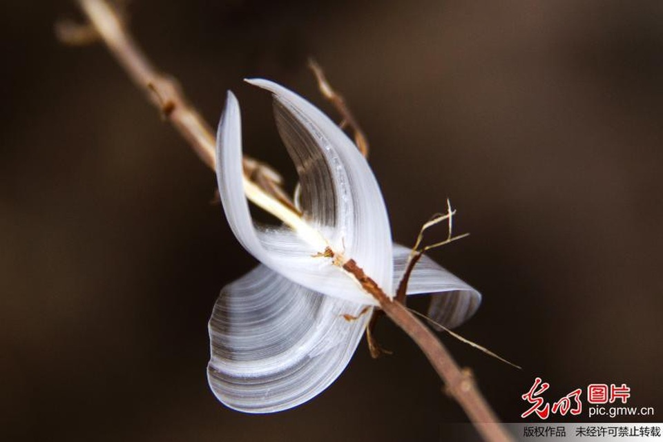 "Bướm băng” hiếm gặp bất ngờ xuất hiện trong ngày đông giá lạnh - 5 "Bướm băng” hiếm gặp bất ngờ xuất hiện trong ngày đông giá lạnh - 5