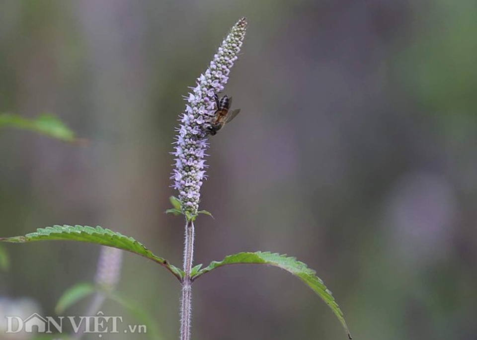 Nghề lạ ở Hà Giang: Nuôi ong trên đá - 4