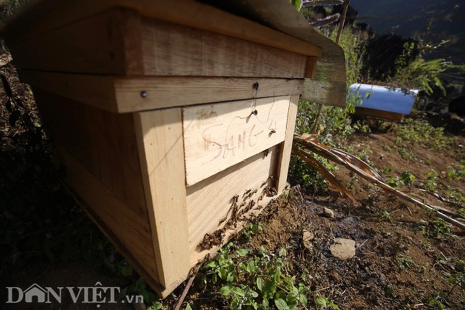 Nghề lạ ở Hà Giang: Nuôi ong trên đá - 5