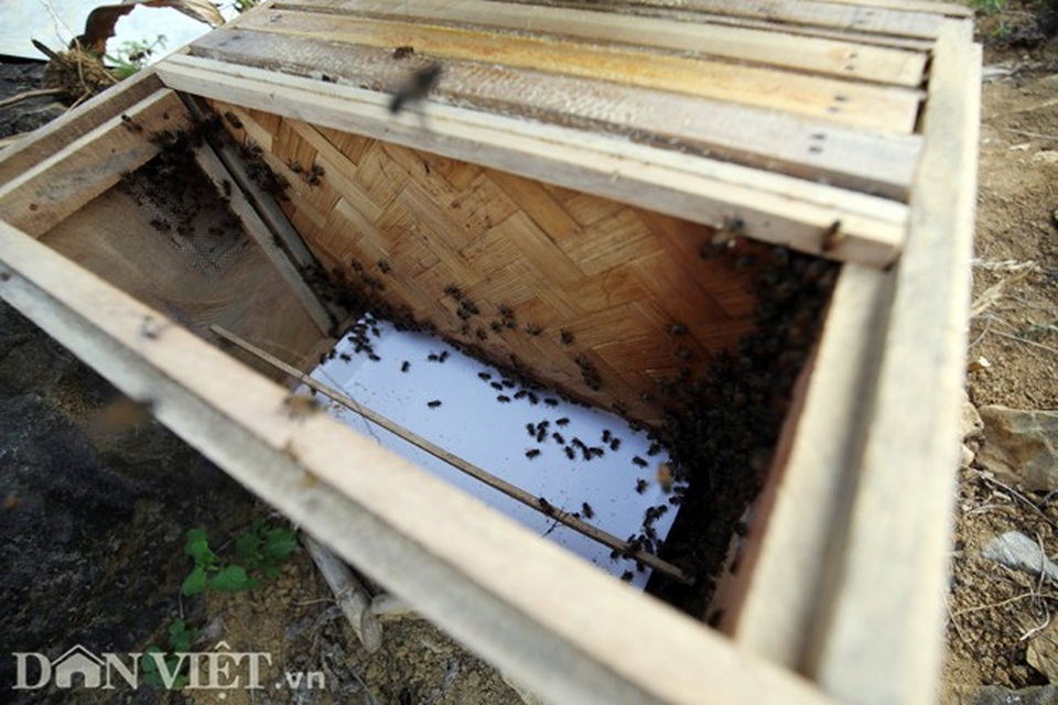 Nghề lạ ở Hà Giang: Nuôi ong trên đá - 8