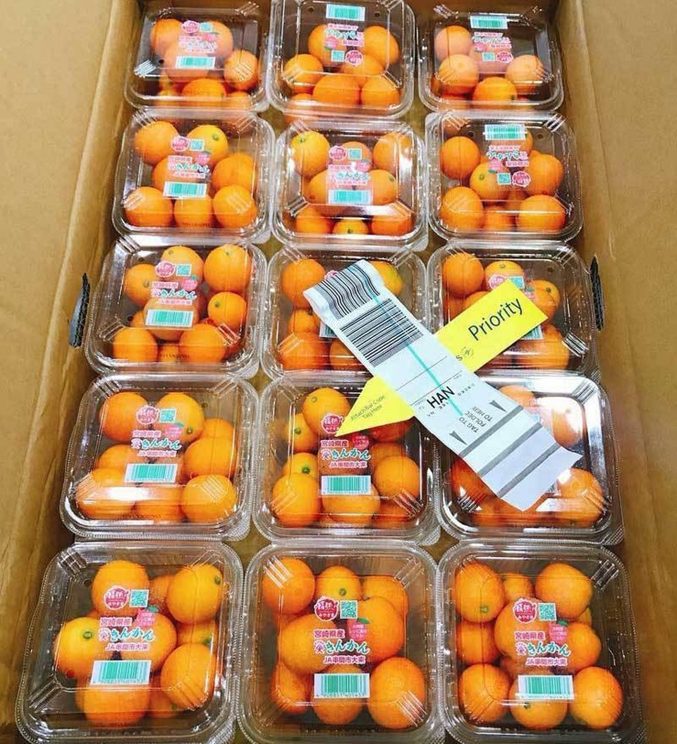 Quất Nhật 2 triệu đồng/kg: Dân Việt mua làm mứt Tết đãi khách - Ảnh 1. Quất Nhật 2 triệu đồng/kg: Dân Việt mua làm mứt Tết đãi khách - Ảnh 1.