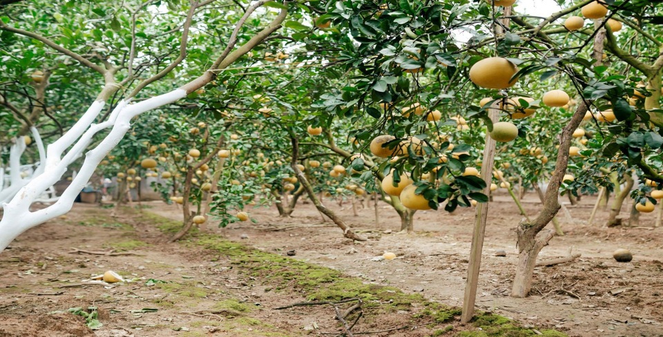 Người dân Phường Phú Diễn thu hoạch bưởi cho Tết Nguyên đán Kỷ Hợi - Ảnh 1. Người dân Phường Phú Diễn thu hoạch bưởi cho Tết Nguyên đán Kỷ Hợi - Ảnh 1.