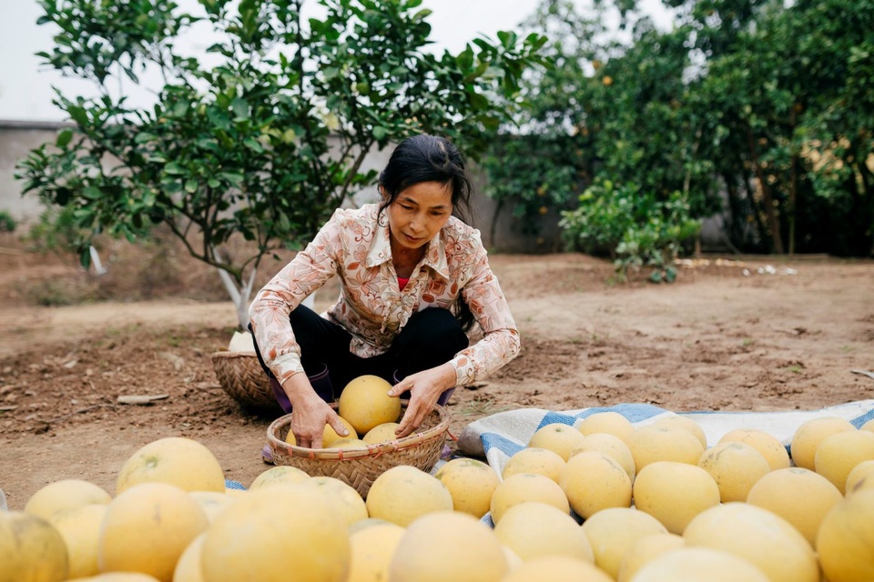 Người dân Phường Phú Diễn thu hoạch bưởi cho Tết Nguyên đán Kỷ Hợi - Ảnh 4. Người dân Phường Phú Diễn thu hoạch bưởi cho Tết Nguyên đán Kỷ Hợi - Ảnh 4.