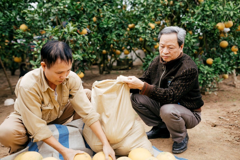 Người dân Phường Phú Diễn thu hoạch bưởi cho Tết Nguyên đán Kỷ Hợi - Ảnh 5. Người dân Phường Phú Diễn thu hoạch bưởi cho Tết Nguyên đán Kỷ Hợi - Ảnh 5.