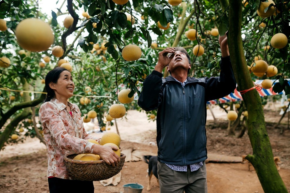 Người dân Phường Phú Diễn thu hoạch bưởi cho Tết Nguyên đán Kỷ Hợi - Ảnh 7. Người dân Phường Phú Diễn thu hoạch bưởi cho Tết Nguyên đán Kỷ Hợi - Ảnh 7.