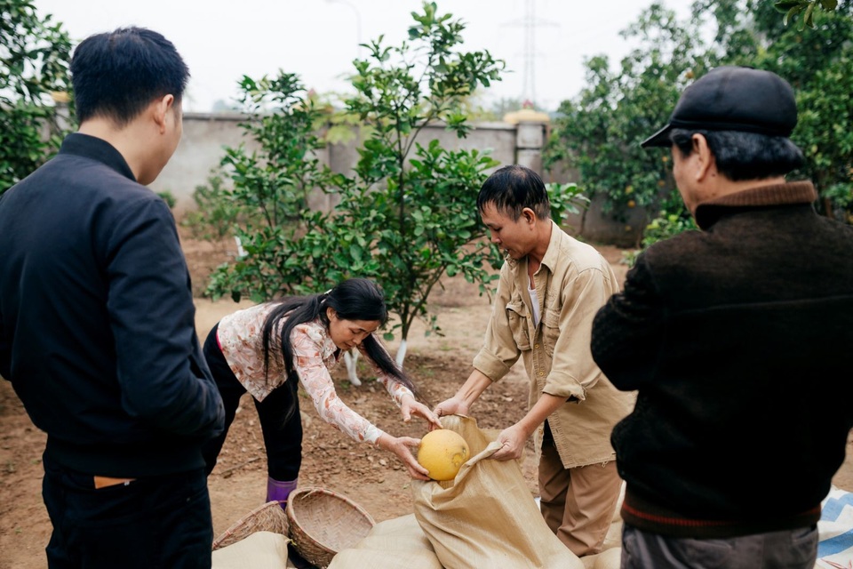 Người dân Phường Phú Diễn thu hoạch bưởi cho Tết Nguyên đán Kỷ Hợi - Ảnh 8. Người dân Phường Phú Diễn thu hoạch bưởi cho Tết Nguyên đán Kỷ Hợi - Ảnh 8.