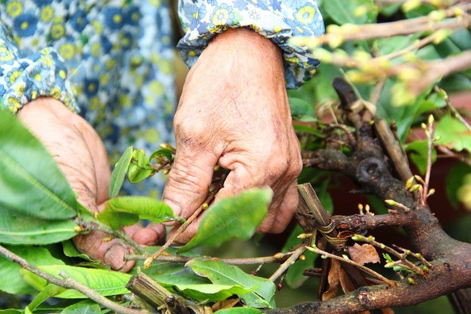 Chi 120.000 đồng/ngày, thủ phủ mai vàng miền Trung ‘chiêu mộ’ người lặt lá - Ảnh 3. Chi 120.000 đồng/ngày, thủ phủ mai vàng miền Trung ‘chiêu mộ’ người lặt lá - Ảnh 3.