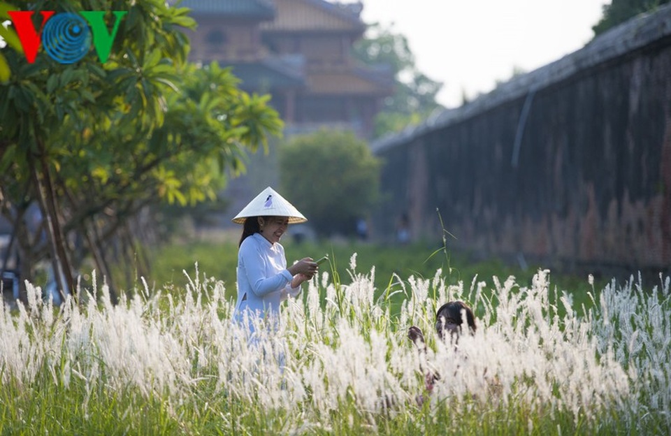 Thơ mộng điểm check in cỏ lau giữa Cố Đô Huế - 17 Thơ mộng điểm check in cỏ lau giữa Cố Đô Huế - 17