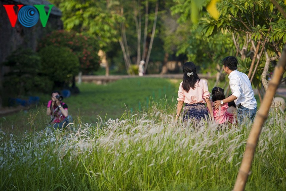 Thơ mộng điểm check in cỏ lau giữa Cố Đô Huế - 2 Thơ mộng điểm check in cỏ lau giữa Cố Đô Huế - 2