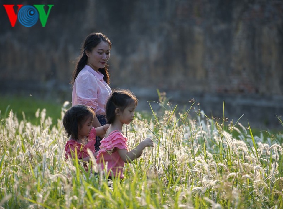 Thơ mộng điểm check in cỏ lau giữa Cố Đô Huế - 3 Thơ mộng điểm check in cỏ lau giữa Cố Đô Huế - 3