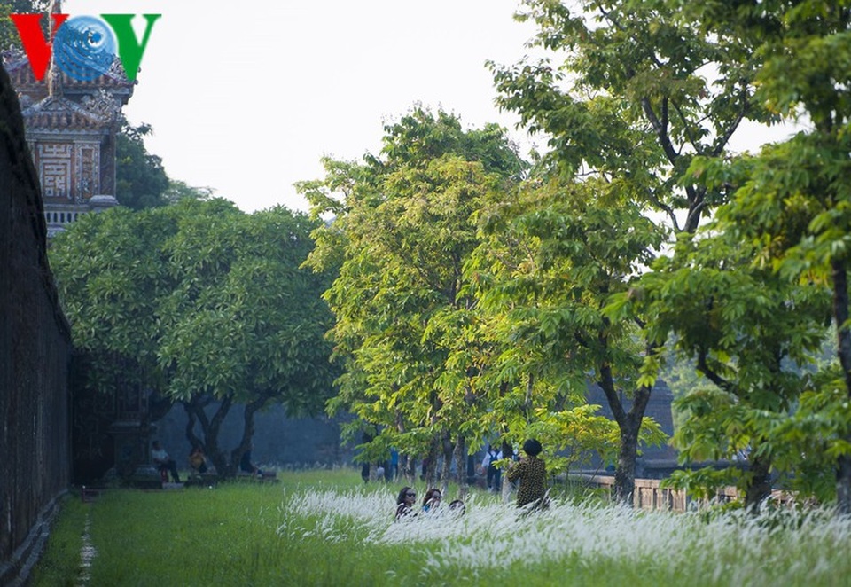 Thơ mộng điểm check in cỏ lau giữa Cố Đô Huế - 4 Thơ mộng điểm check in cỏ lau giữa Cố Đô Huế - 4