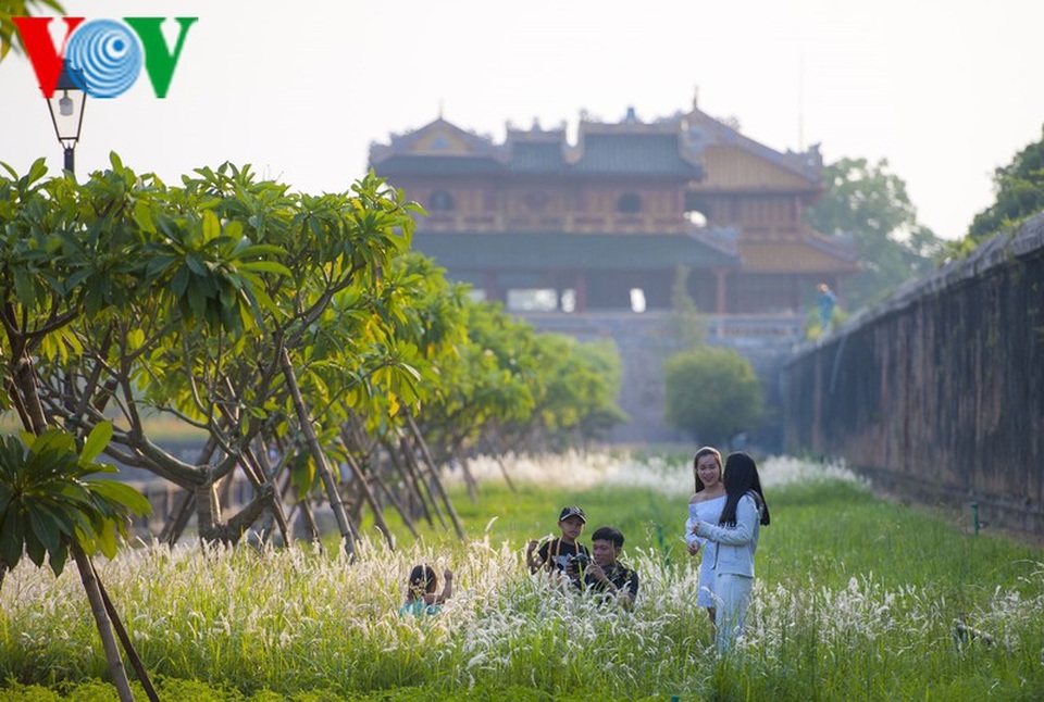Thơ mộng điểm check in cỏ lau giữa Cố Đô Huế - 5 Thơ mộng điểm check in cỏ lau giữa Cố Đô Huế - 5