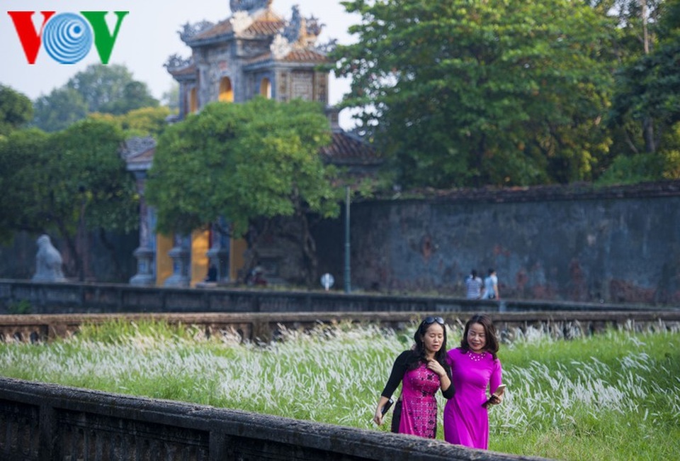 Thơ mộng điểm check in cỏ lau giữa Cố Đô Huế - 7 Thơ mộng điểm check in cỏ lau giữa Cố Đô Huế - 7