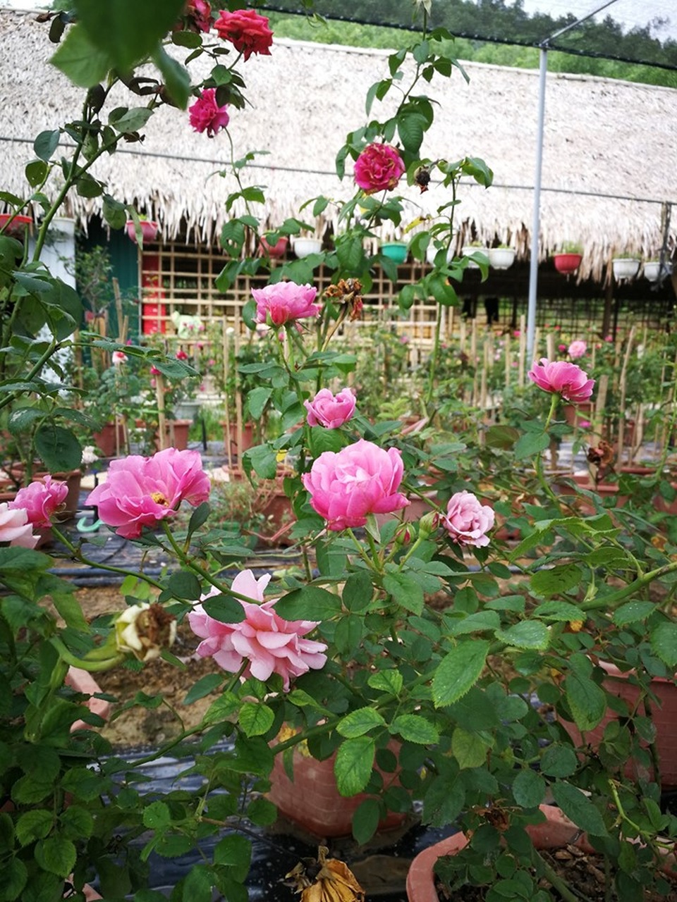 Người đàn ông bỏ phố lên rừng dựng nông trại hoa hồng - 6 Người đàn ông bỏ phố lên rừng dựng nông trại hoa hồng - 6