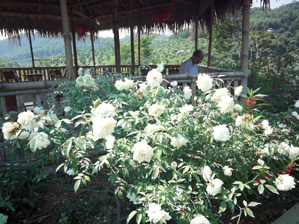 Người đàn ông bỏ phố lên rừng dựng nông trại hoa hồng - 7 Người đàn ông bỏ phố lên rừng dựng nông trại hoa hồng - 7