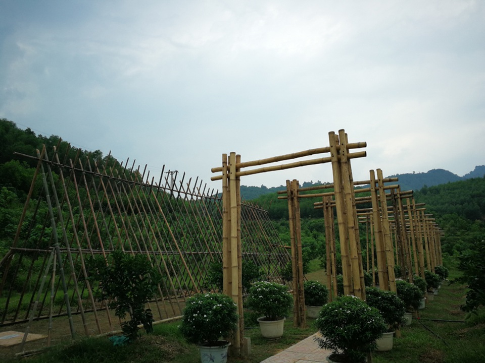 Người đàn ông bỏ phố lên rừng dựng nông trại hoa hồng - 13 Người đàn ông bỏ phố lên rừng dựng nông trại hoa hồng - 13