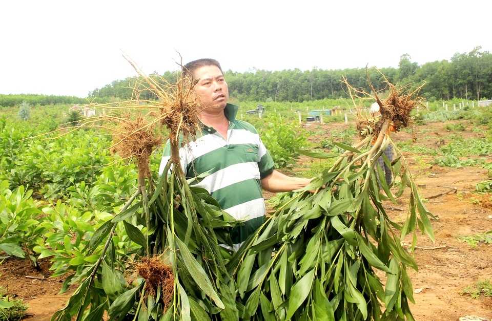 Cán bộ xã nhổ nhầm keo của người dân Cán bộ xã nhổ nhầm keo của người dân