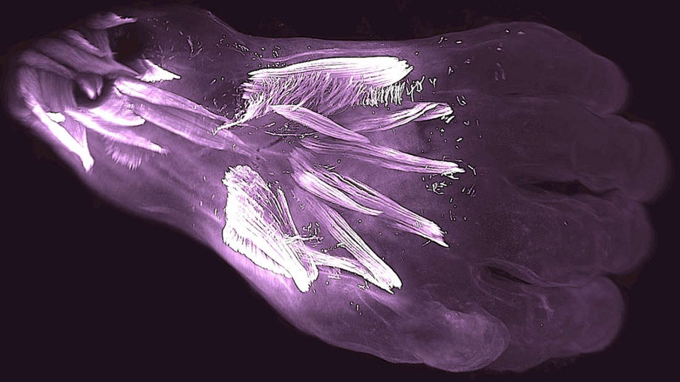 Phát hiện “cơ bắp biến mất” ở người hơn 250 triệu năm về trước - 1