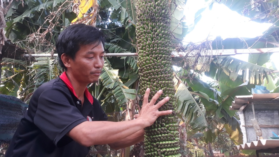 Độc đáo buồng chuối hàng trăm nải, dài 2,5 m - 2 Độc đáo buồng chuối hàng trăm nải, dài 2,5 m - 2
