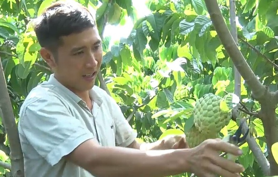 Trồng na hoàng hậu cho thu nhập tiền tỷ ở Sơn La - 1
