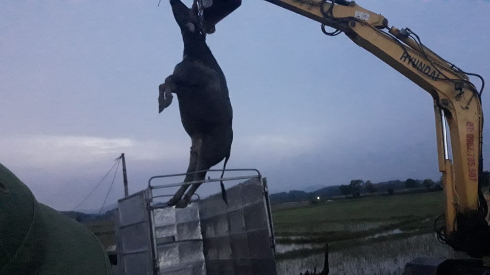 Cây ngô đồng gãy, đè chết người phụ nữ đang đánh xe trâu - 1 Cây ngô đồng gãy, đè chết người phụ nữ đang đánh xe trâu - 1