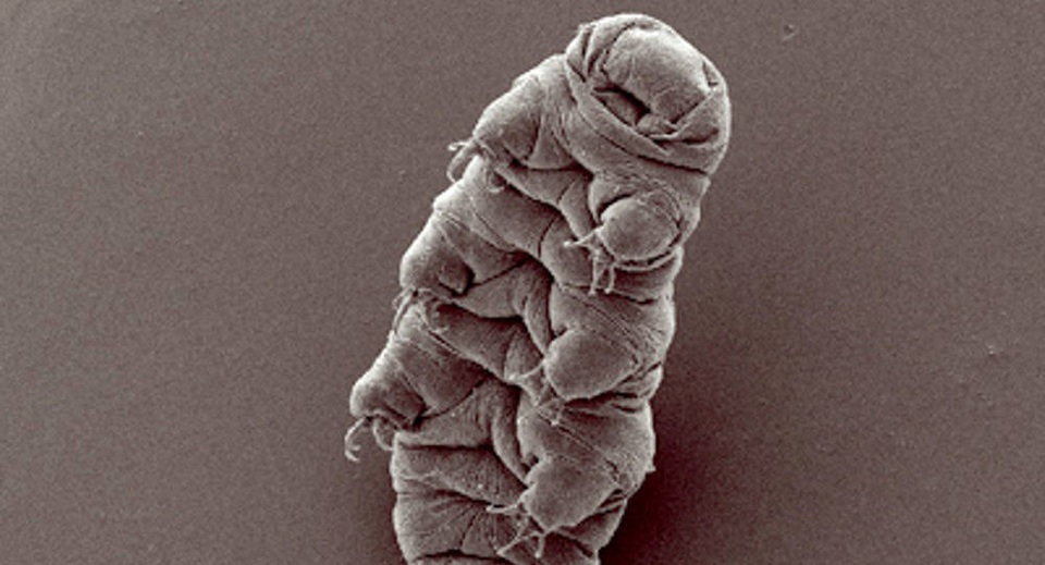 Con người sẽ trở nên miễn nhiễm với phóng xạ? - 1 Con người sẽ trở nên miễn nhiễm với phóng xạ? - 1