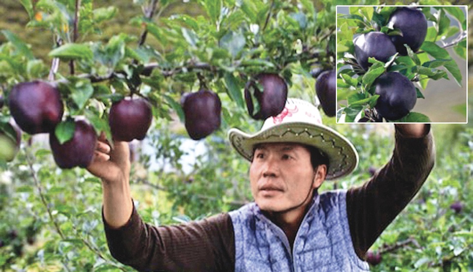 Quả táo đen xì đen xịt độc, lạ, ngon, bổ giá gần nửa triệu mỗi quả - 1 Quả táo đen xì đen xịt độc, lạ, ngon, bổ giá gần nửa triệu mỗi quả - 1