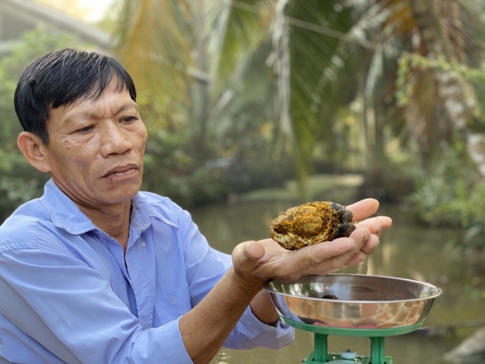 200 triệu đồng một viên sỏi mật trâu bò bệnh, mua về làm thuốc quý - 1 200 triệu đồng một viên sỏi mật trâu bò bệnh, mua về làm thuốc quý - 1