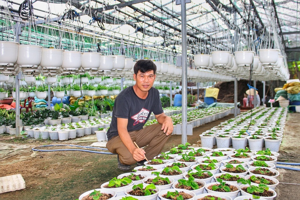 Đà Nẵng: Trồng hoa chậu mini công nghệ cao, kiếm bộn tiền - 1 Đà Nẵng: Trồng hoa chậu mini công nghệ cao, kiếm bộn tiền - 1