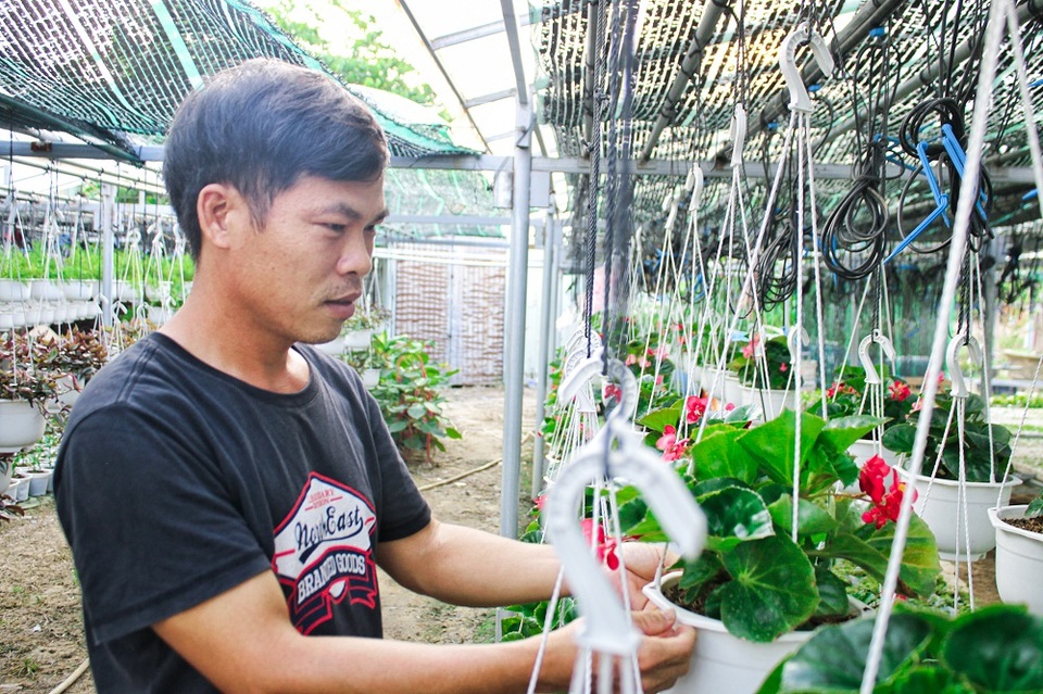 Đà Nẵng: Trồng hoa chậu mini công nghệ cao, kiếm bộn tiền - 2 Đà Nẵng: Trồng hoa chậu mini công nghệ cao, kiếm bộn tiền - 2