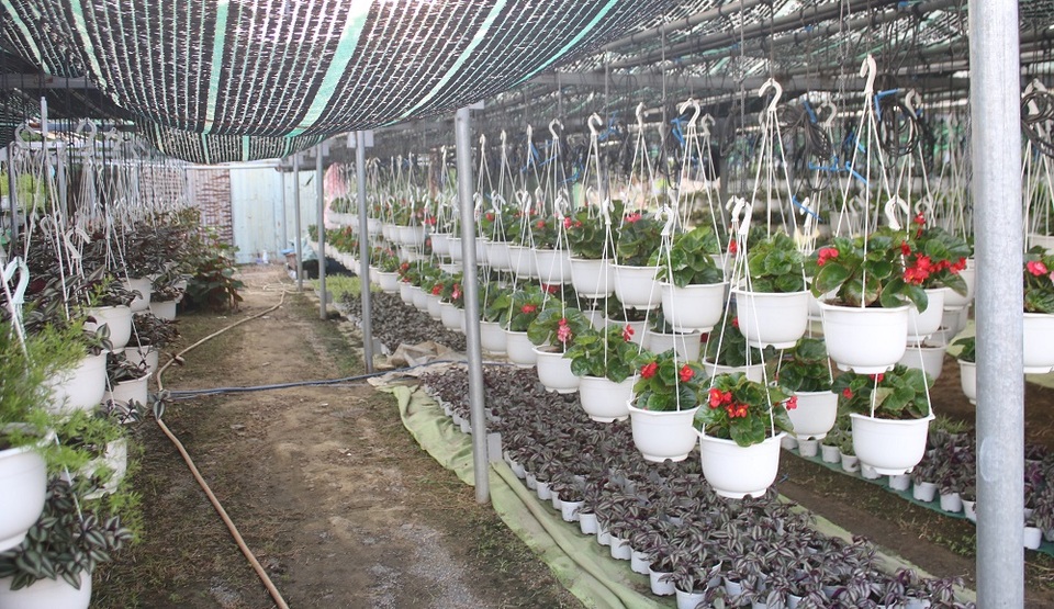 Đà Nẵng: Trồng hoa chậu mini công nghệ cao, kiếm bộn tiền - 4 Đà Nẵng: Trồng hoa chậu mini công nghệ cao, kiếm bộn tiền - 4