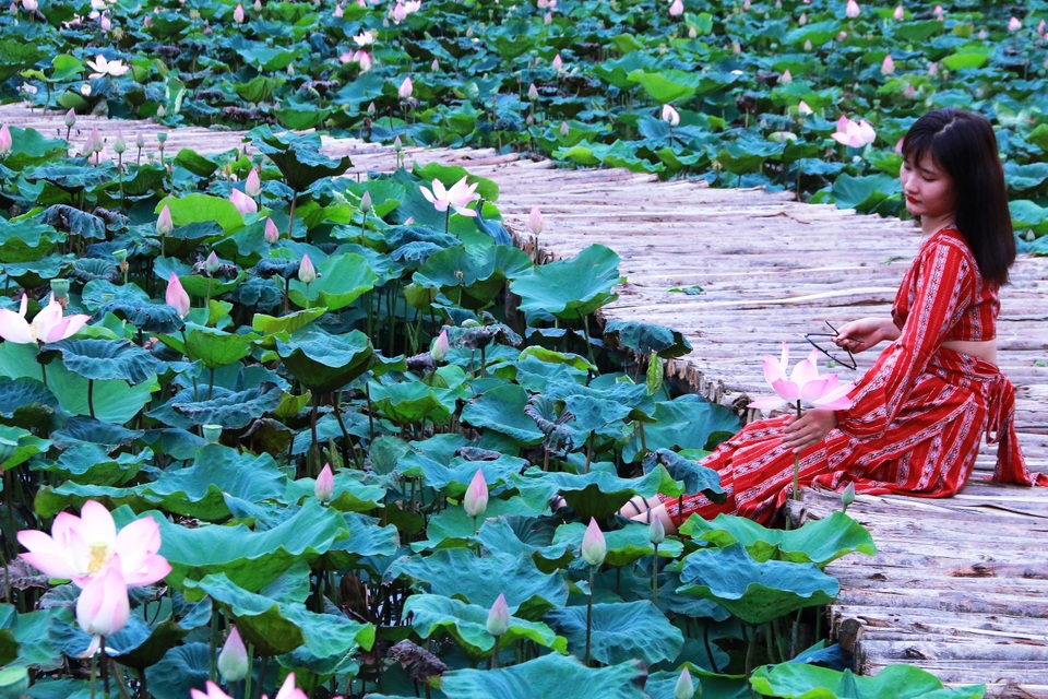 Đầm sen Nhật “bung lụa” giữa trời thu trở thành điểm check-in mê hoặc - 6 Đầm sen Nhật “bung lụa” giữa trời thu trở thành điểm check-in mê hoặc - 6