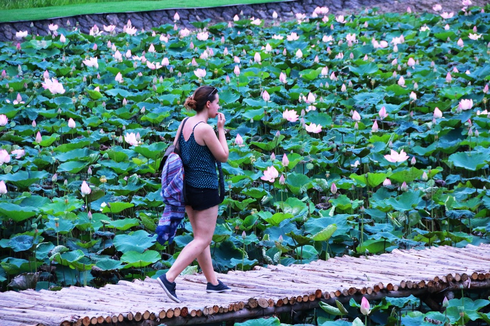 Đầm sen Nhật “bung lụa” giữa trời thu trở thành điểm check-in mê hoặc - 19 Đầm sen Nhật “bung lụa” giữa trời thu trở thành điểm check-in mê hoặc - 19