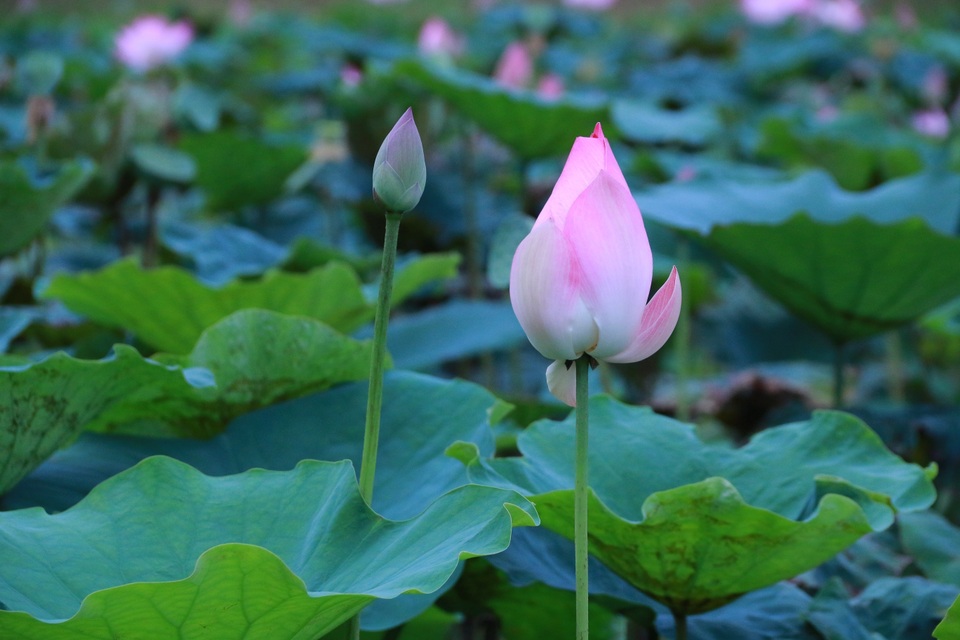 Đầm sen Nhật “bung lụa” giữa trời thu trở thành điểm check-in mê hoặc - 12 Đầm sen Nhật “bung lụa” giữa trời thu trở thành điểm check-in mê hoặc - 12